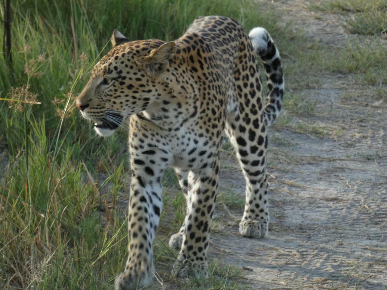 Island Safari Lodge Maun Exterior photo